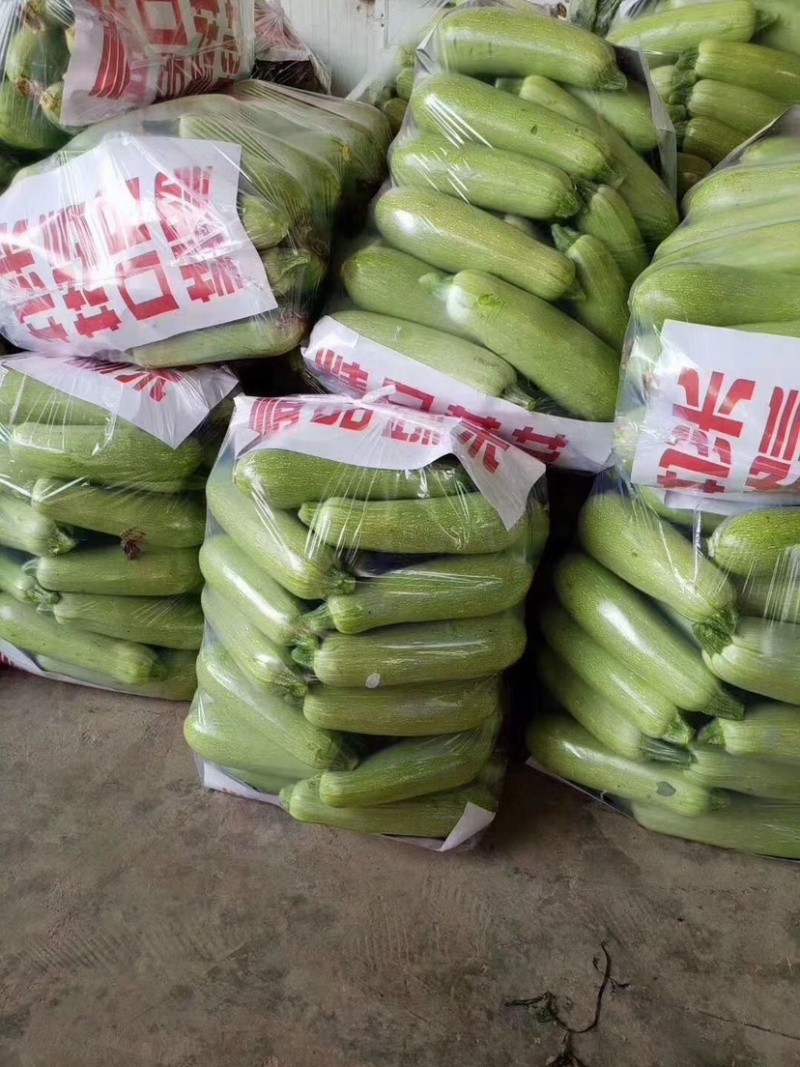 精品西葫芦，大量上市，可供电商，超市，走市场均可