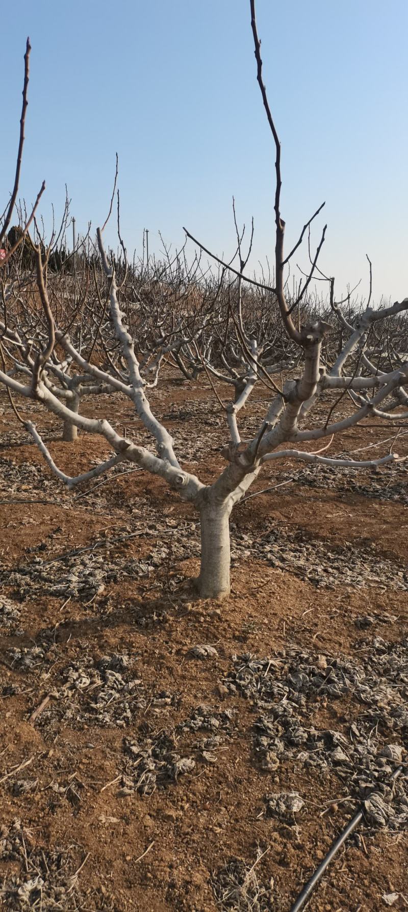 各种规格大量无花果树出售