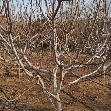 各种规格大量无花果树出售