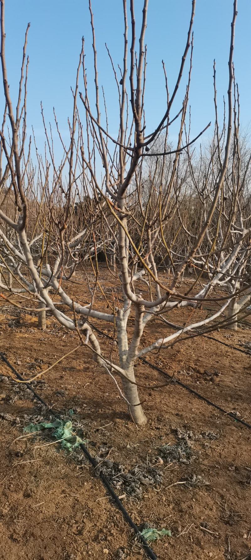 各种规格大量无花果树出售