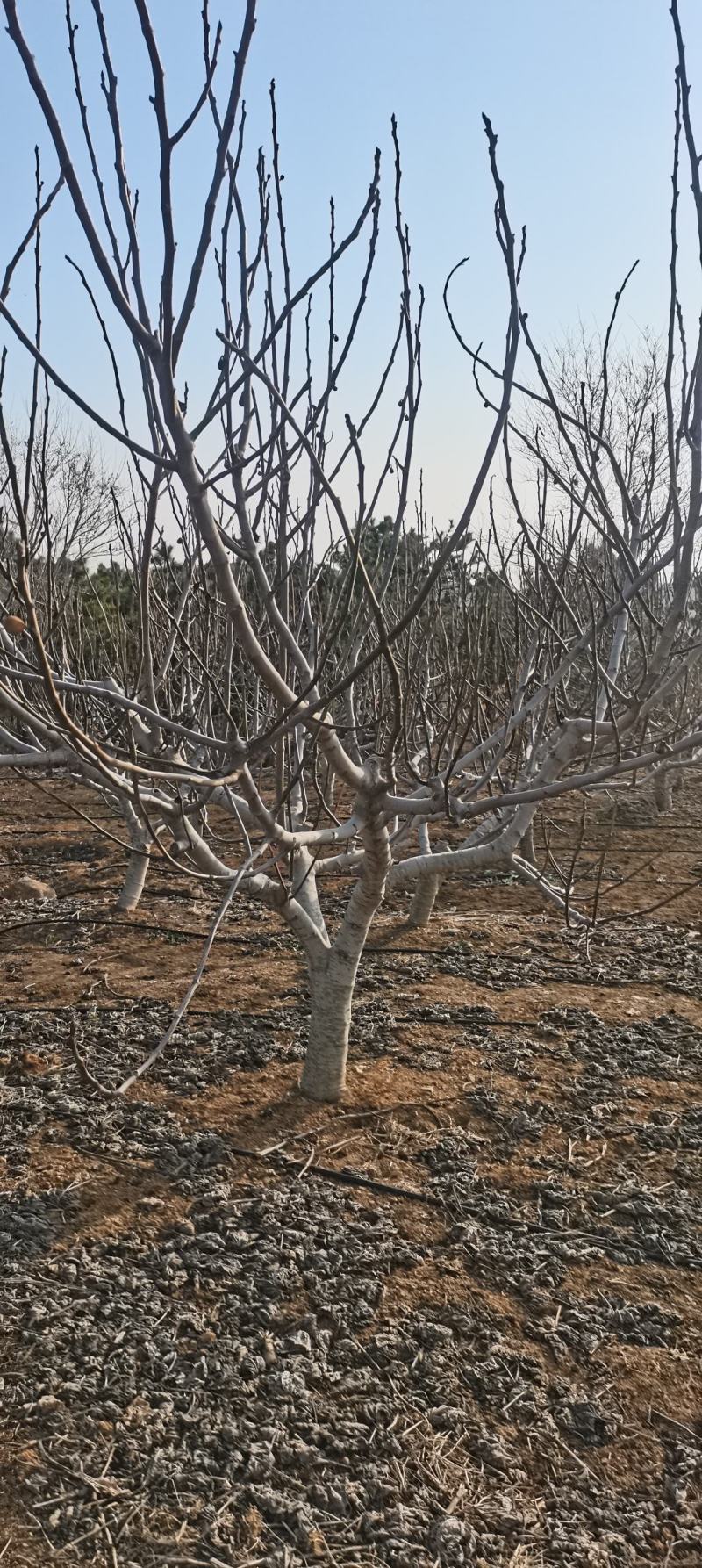 各种规格大量无花果树出售
