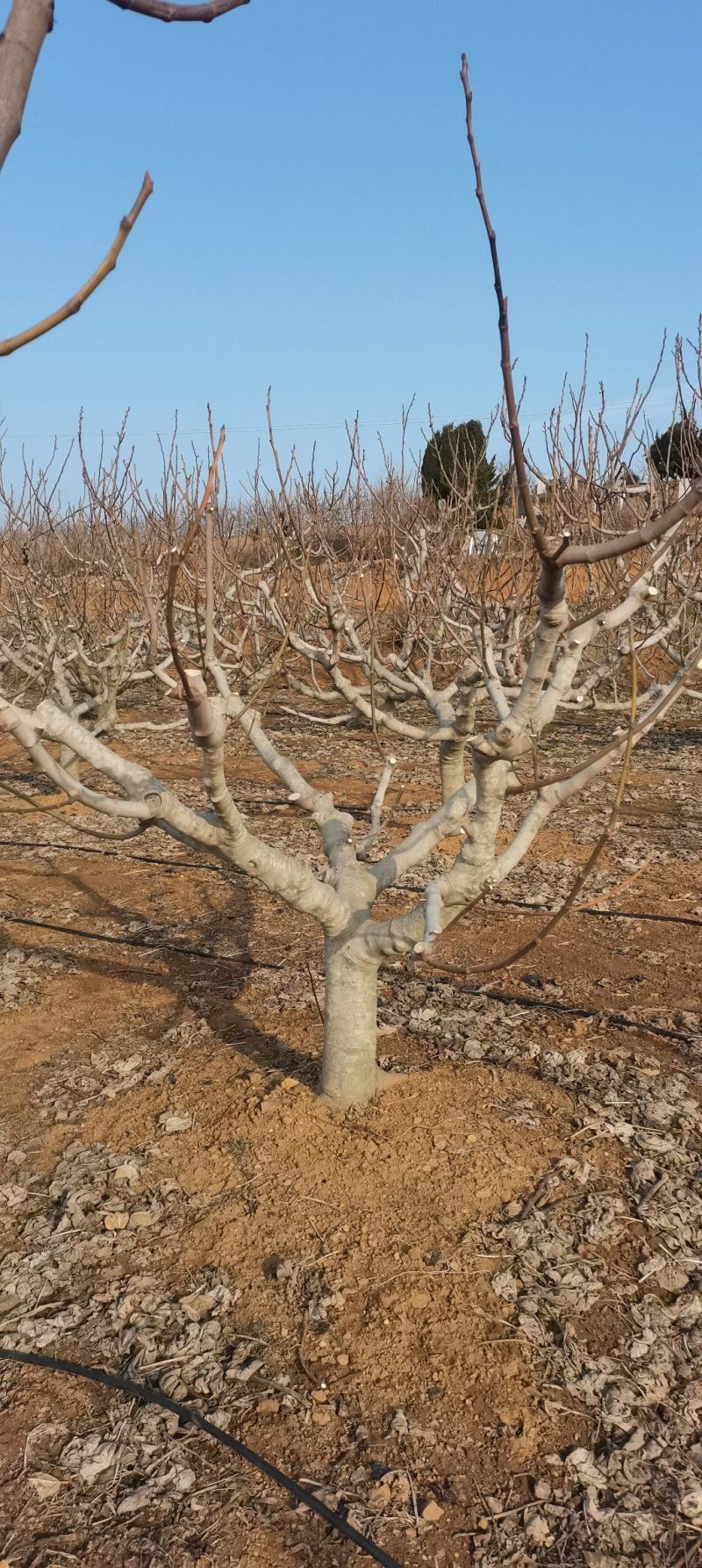 各种规格大量无花果树出售
