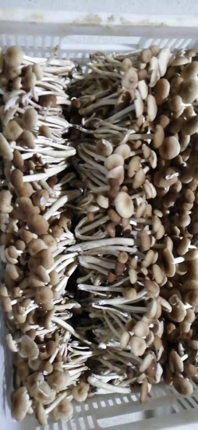 海南琼中鲜茶树菇可基地考察现采现称