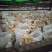 海南琼中鲜茶树菇可基地考察现采现称