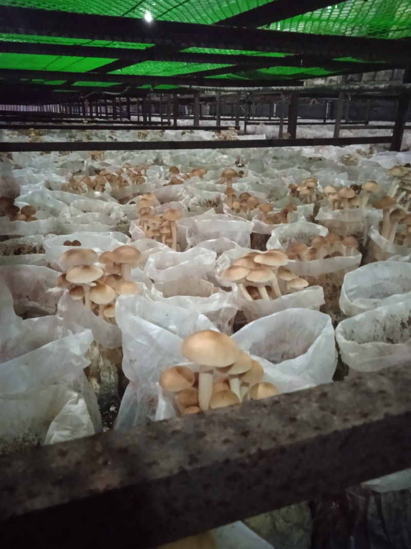 海南琼中鲜茶树菇可基地考察现采现称