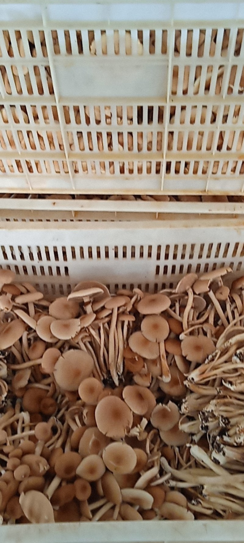 海南琼中鲜茶树菇可基地考察现采现称
