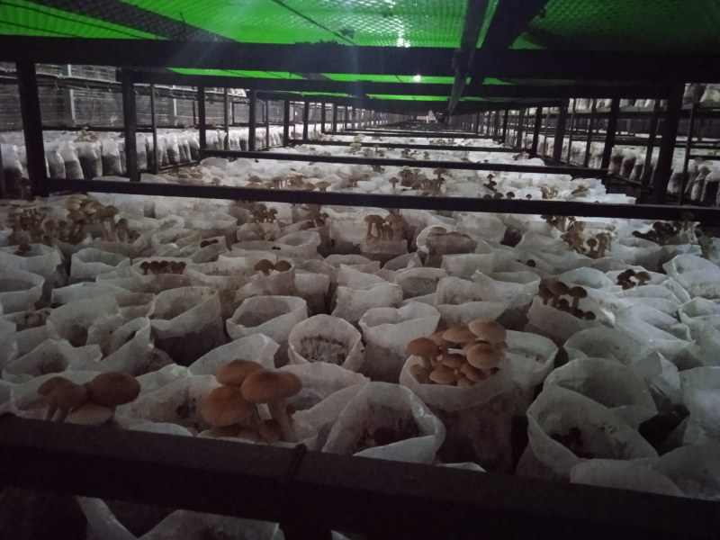海南琼中鲜茶树菇可基地考察现采现称