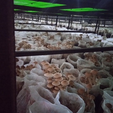 海南琼中鲜茶树菇可基地考察现采现称
