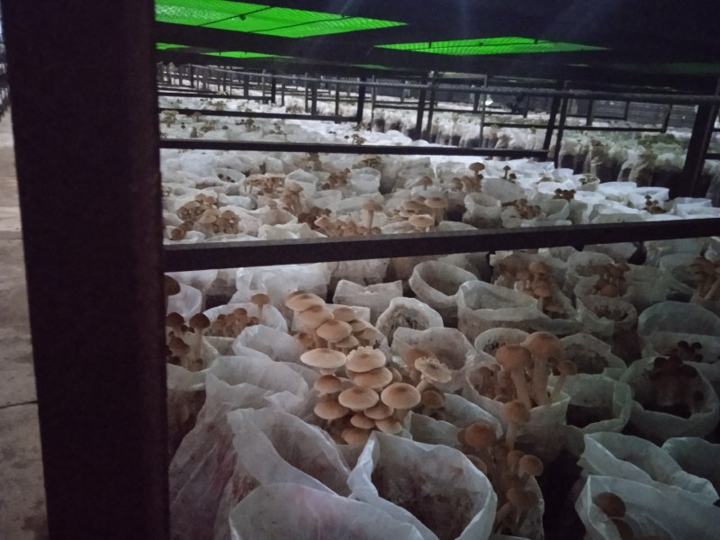 海南琼中鲜茶树菇可基地考察现采现称