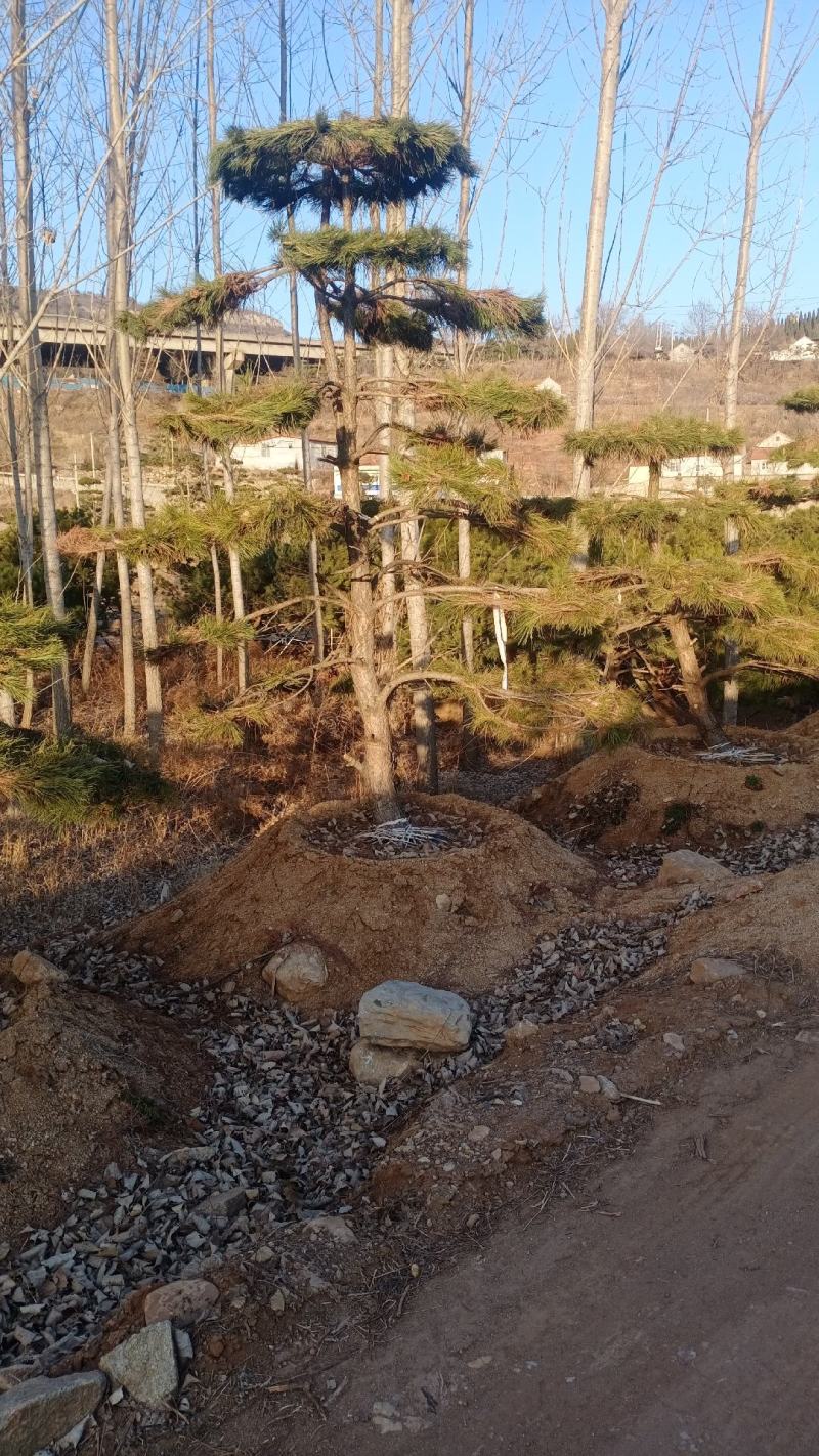 造型松，景观，工程类用苗
