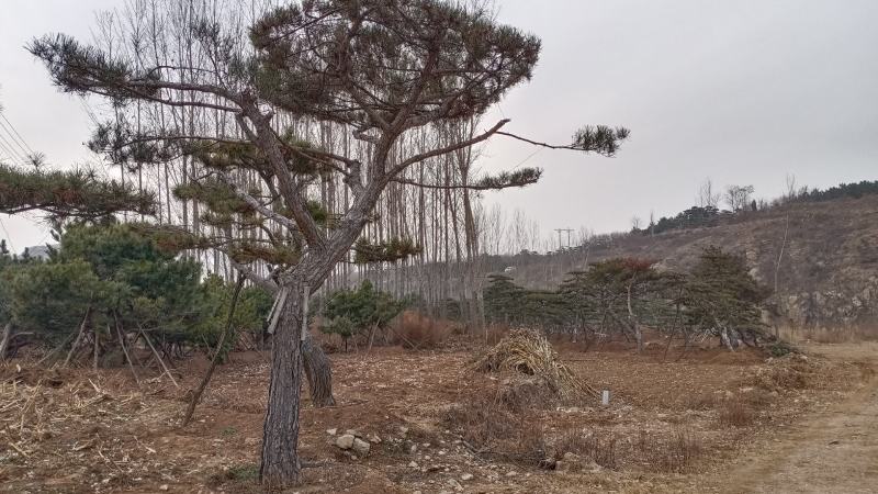 造型松，景观，工程类用苗