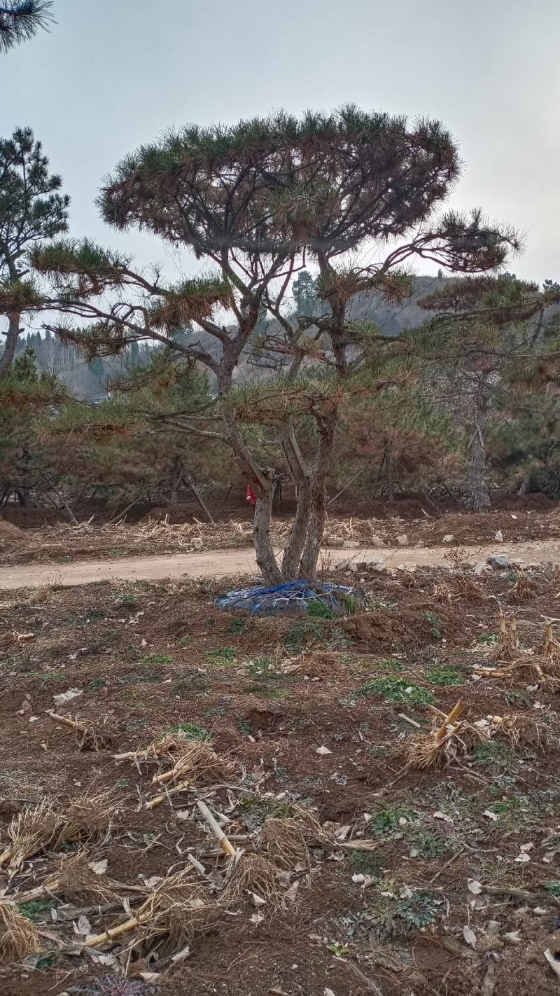 造型松，景观，工程类用苗