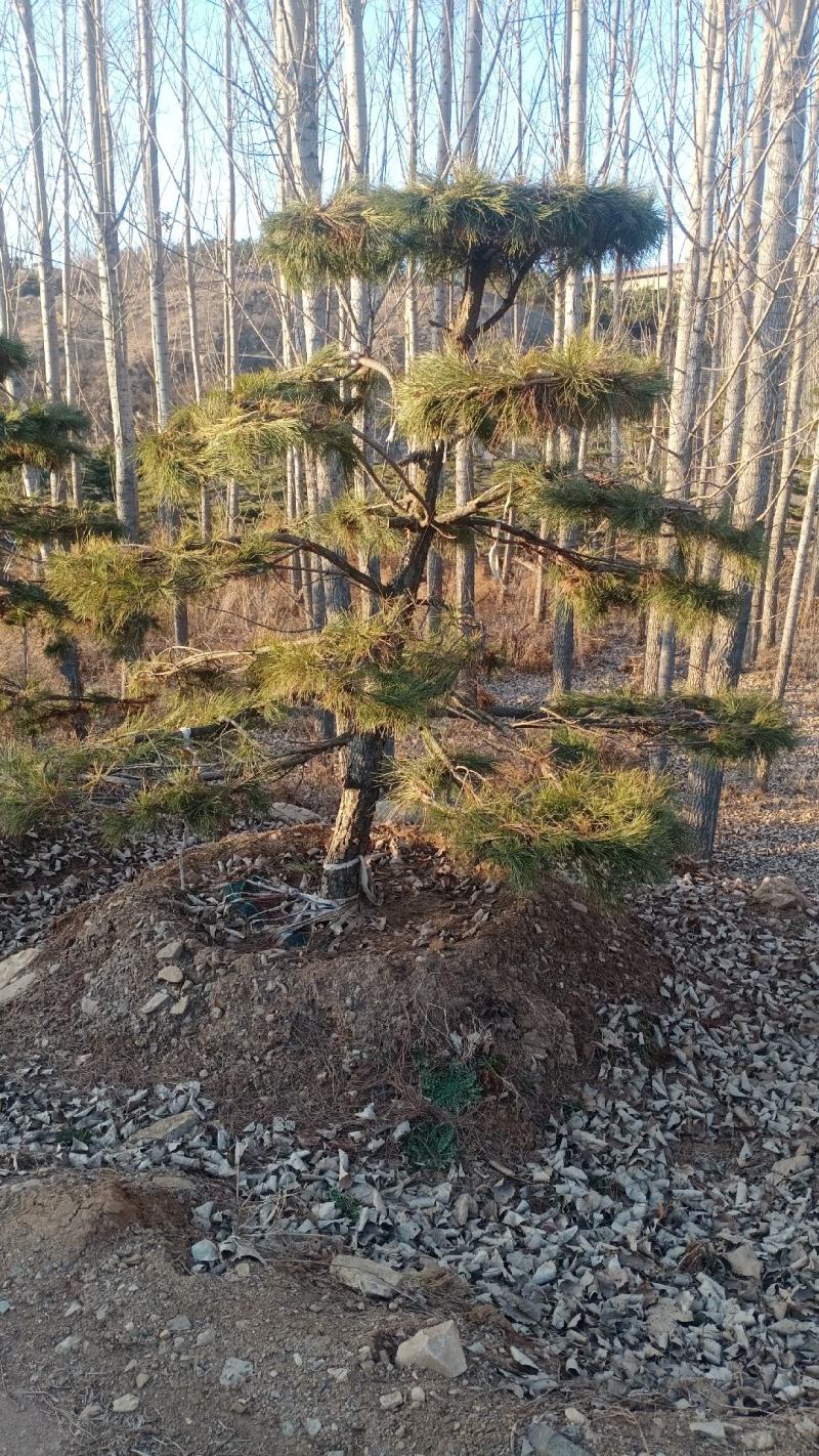 造型松，景观，工程类用苗