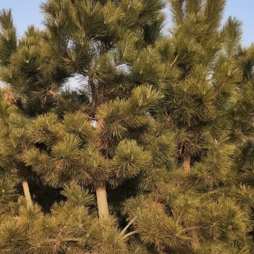大量优质精品黑松2米～4米