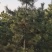 大量优质精品黑松2米～4米