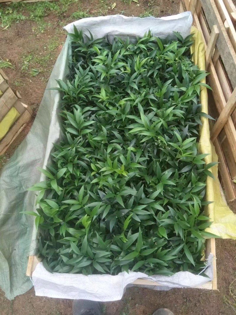 精品四季平安竹伯，叶色油绿，福建基地直销欢迎采购