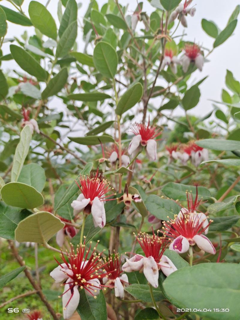 大量供应南美稔菲油果苗