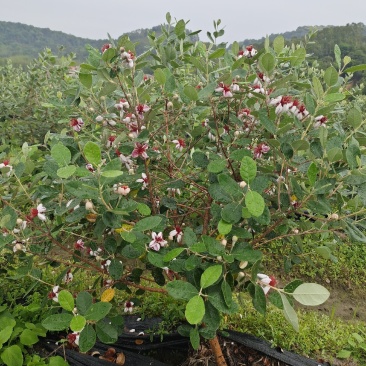 大量供应南美稔菲油果苗