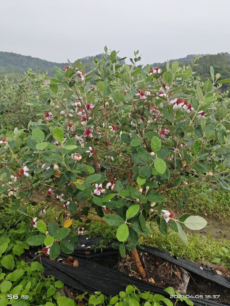 大量供应南美稔菲油果苗