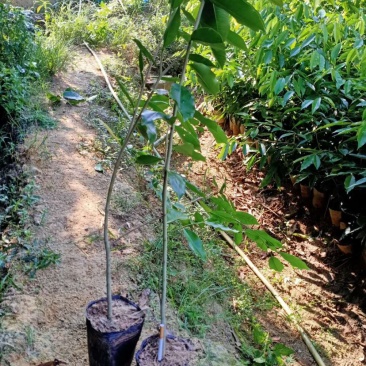 沉香苗，发展空间大，种植好种植