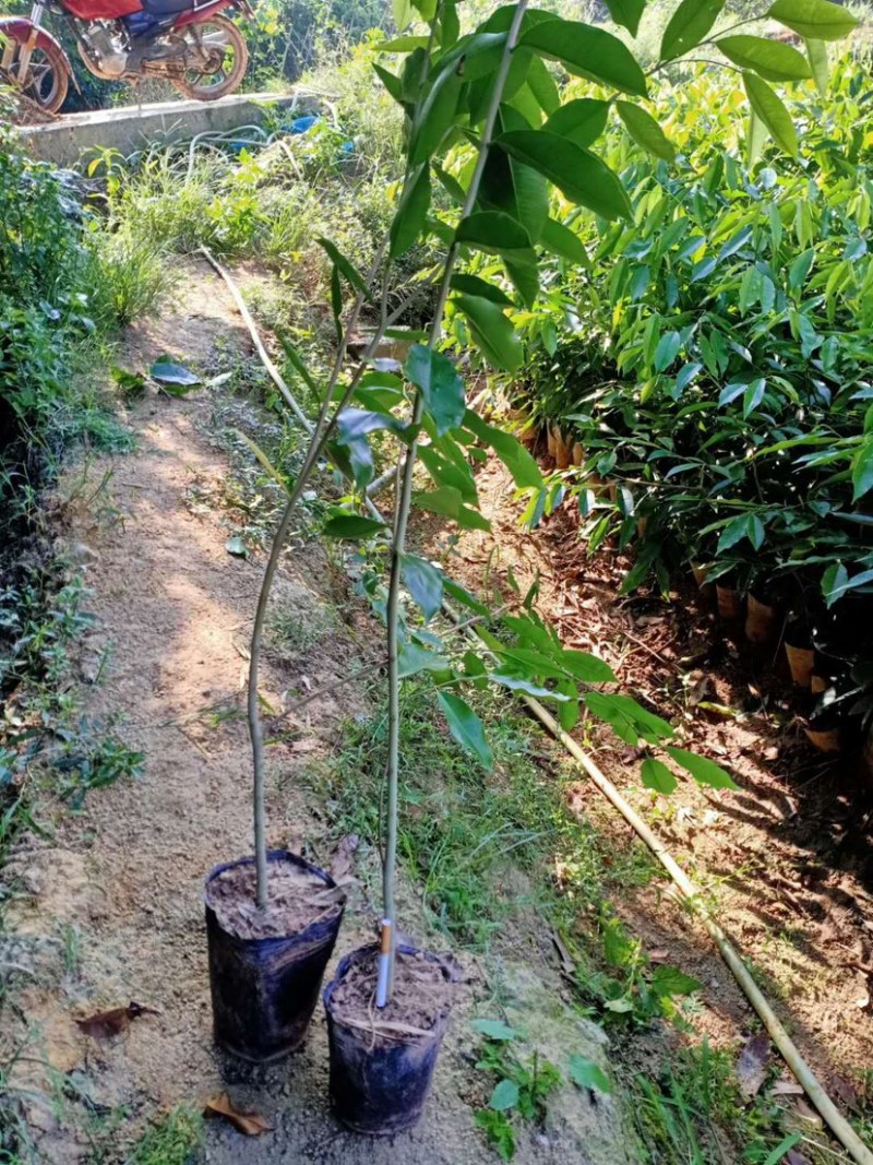 沉香苗，发展空间大，种植好种植