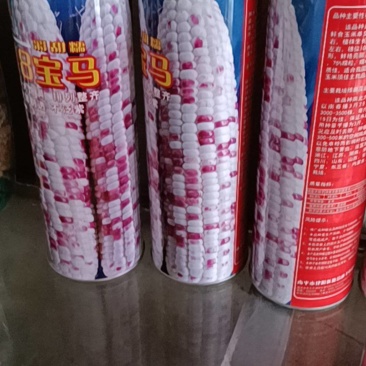 宝马玉米种子棒子大产量高排列整齐