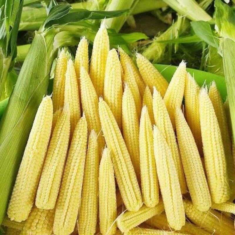新鲜甜玉米笋小玉米芯仔新鲜蔬菜现摘迷你玉米笋水果玉米包邮
