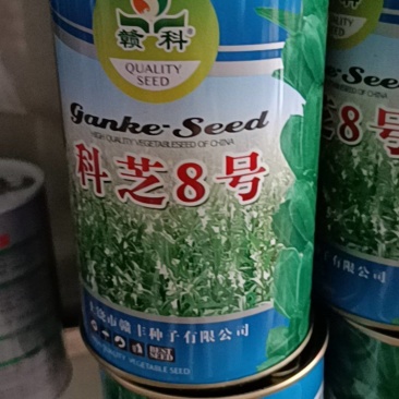 科芝8号赣科单杆三花四棱芝麻种子，江西本地品种