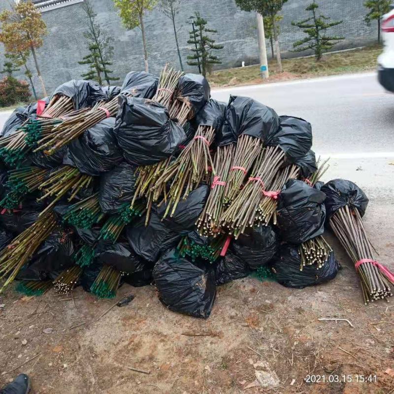 桐油苗又名千年桐，速生苗！量大从优！欢迎实地考察！