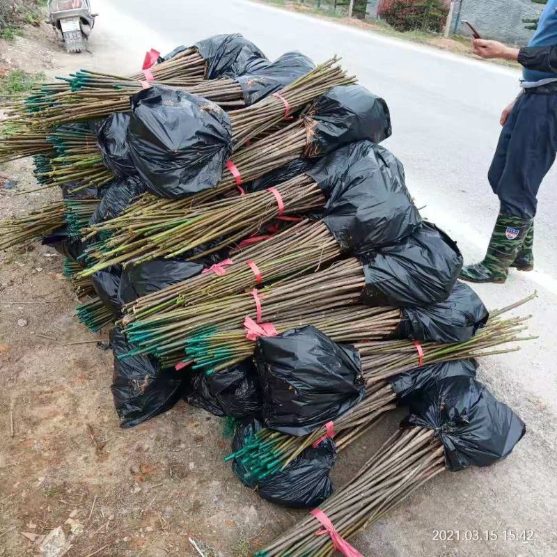 桐油苗又名千年桐，速生苗！量大从优！欢迎实地考察！