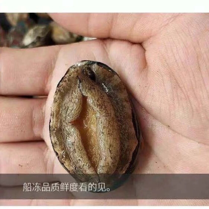 鲍鱼鲜活发货批发零售都可以