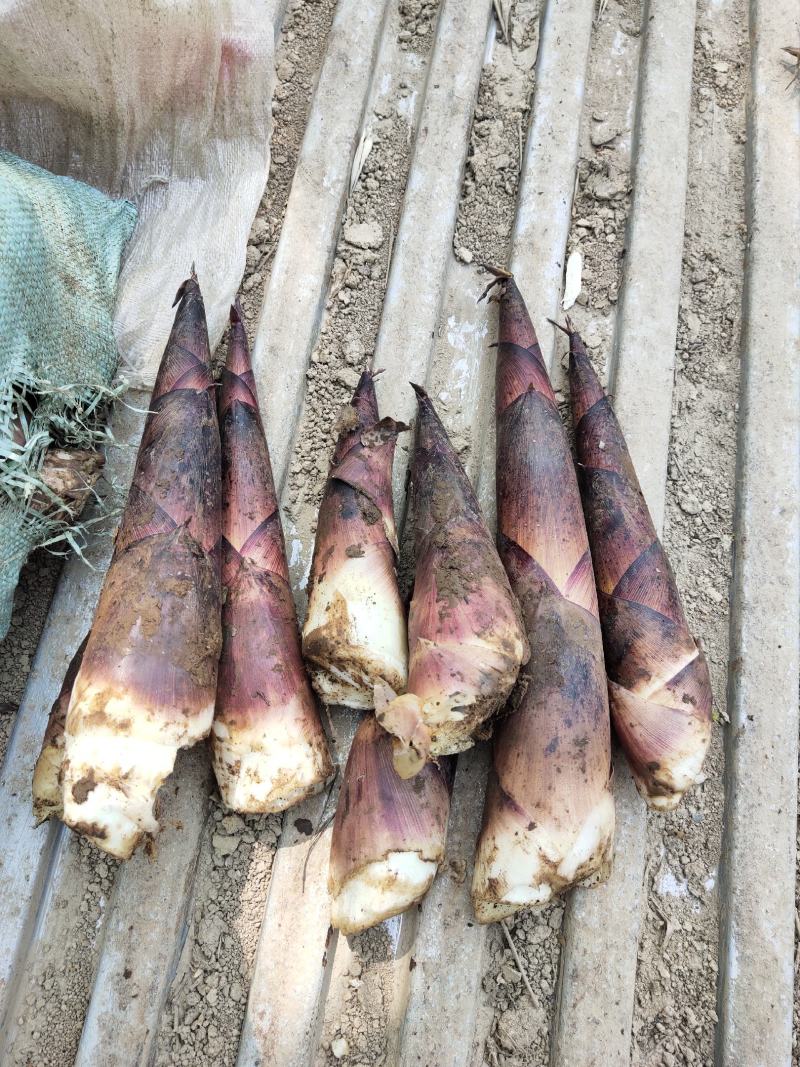 精品红笋，洋毛笋上市中