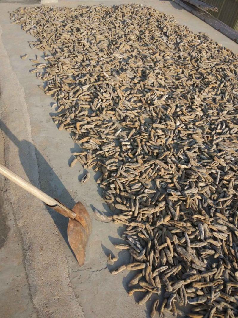 海茄参烤干无泥低盐高涨发个大肉厚