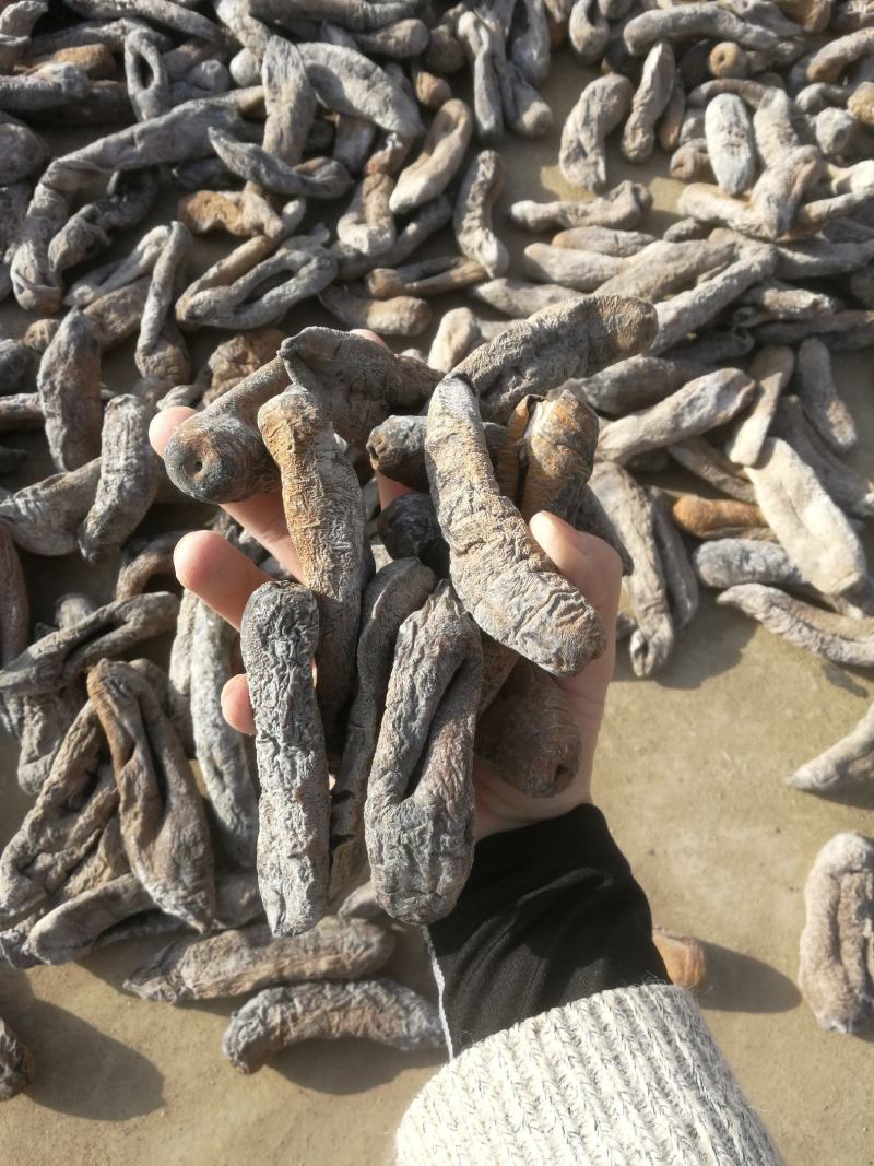 海茄参烤干无泥低盐高涨发个大肉厚
