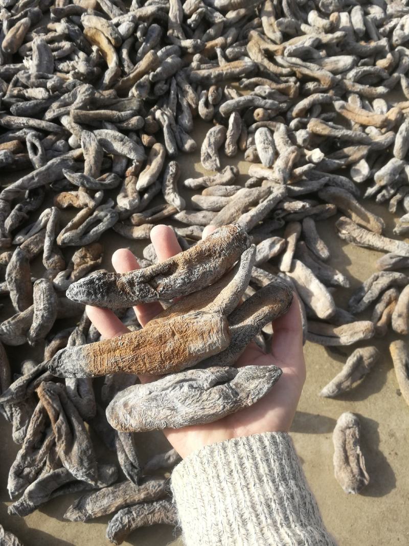 海茄参烤干无泥低盐高涨发个大肉厚