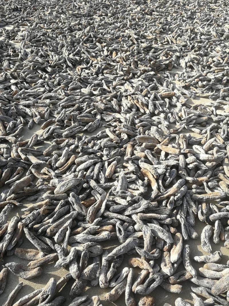 海茄参烤干无泥低盐高涨发个大肉厚