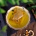 红豆薏米芡实茶修正赤小豆薏仁茶苦荞大麦茶同仁堂同款