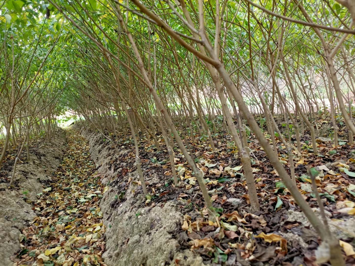 三华李子树苗标准化定植作业实景,突出嫁接口朝向、覆膜细节与基肥配置 三华李子树苗定植现场:果农正在标准定植穴中扶正树苗,嫁接口清晰可见高于地面,周围已覆黑色园艺地膜,穴边堆放有机肥与磷肥混合基肥
