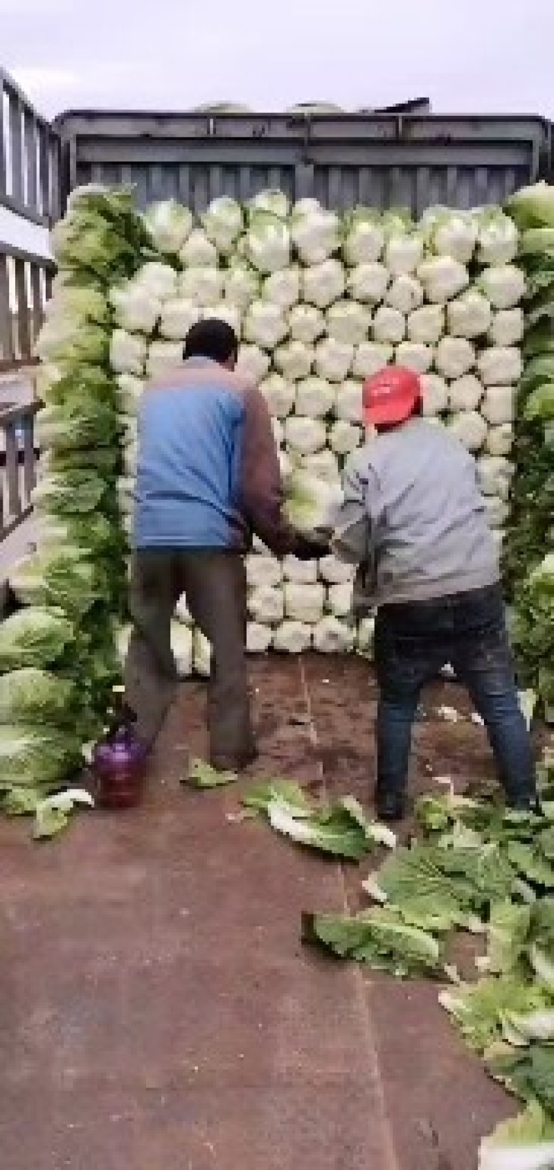 【平度】黄心大白菜大量供应冷库白菜视频看货