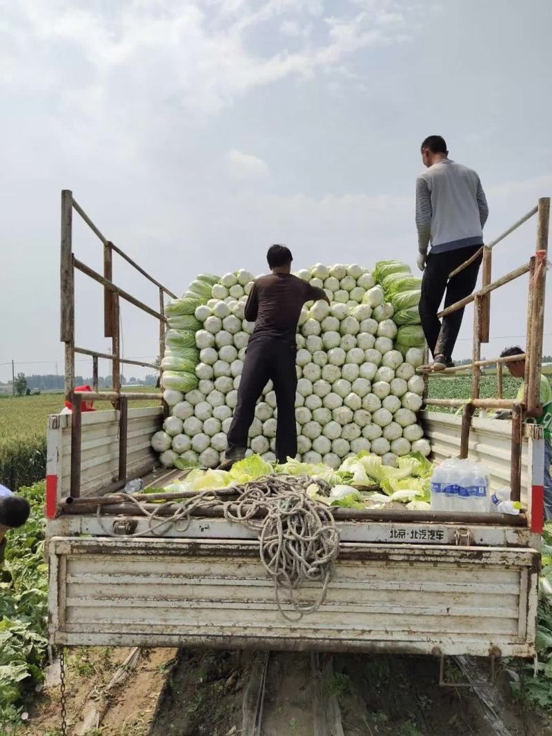 【平度】黄心大白菜大量供应冷库白菜视频看货