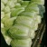 【平度】黄心大白菜大量供应冷库白菜视频看货