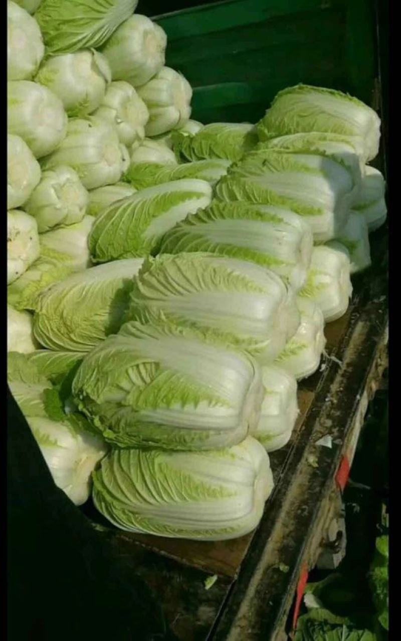 【平度】黄心大白菜大量供应冷库白菜视频看货