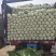 【平度】黄心大白菜大量供应冷库白菜视频看货