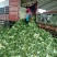 【平度】黄心大白菜大量供应冷库白菜视频看货
