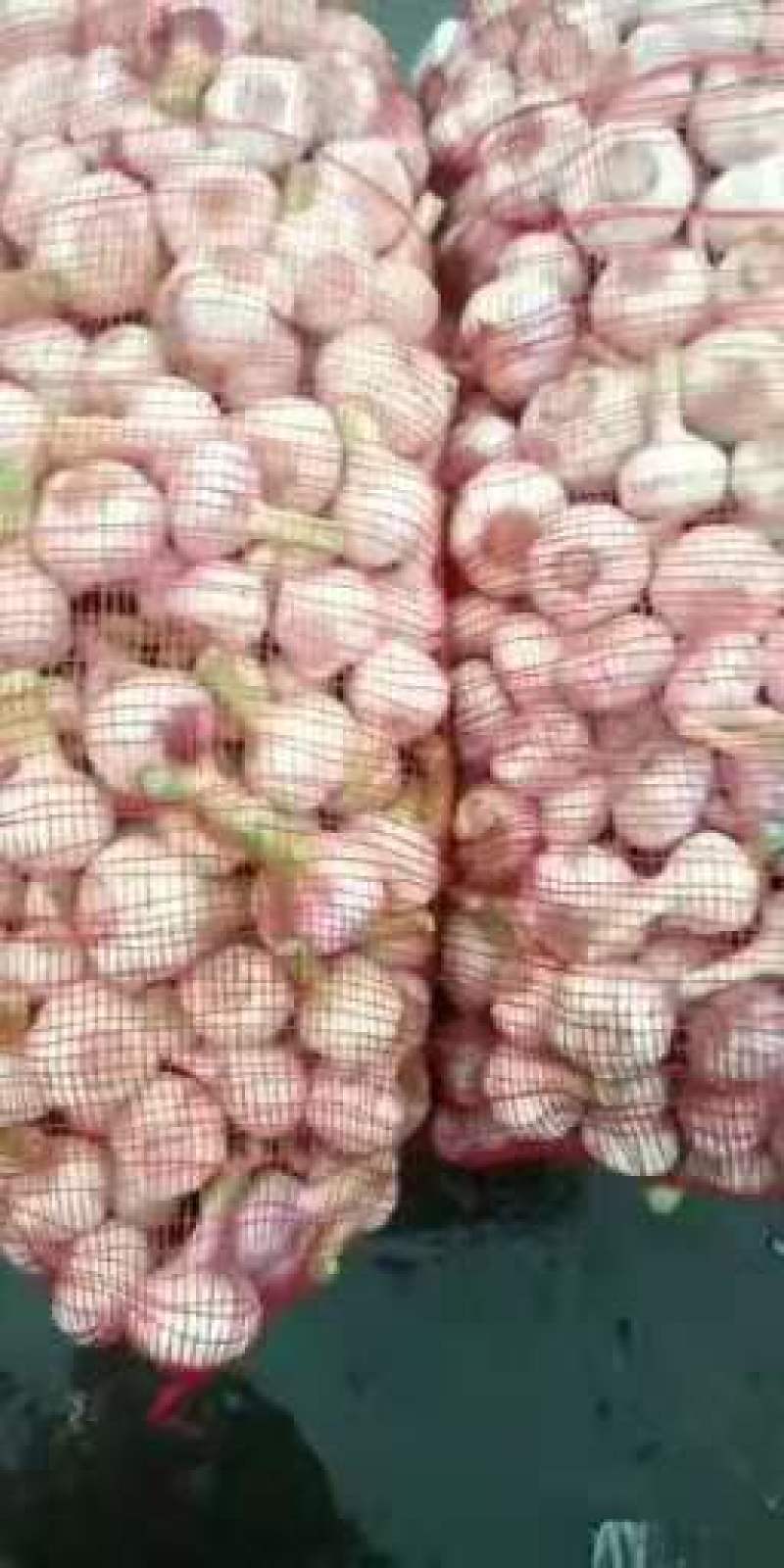 扒皮蒜~精品剥皮蒜，大量供应，产地直发，质量保证，代发全国