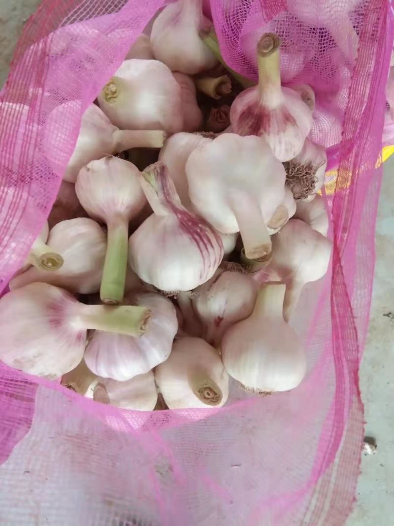 扒皮蒜~精品剥皮蒜，大量供应，产地直发，质量保证，代发全国