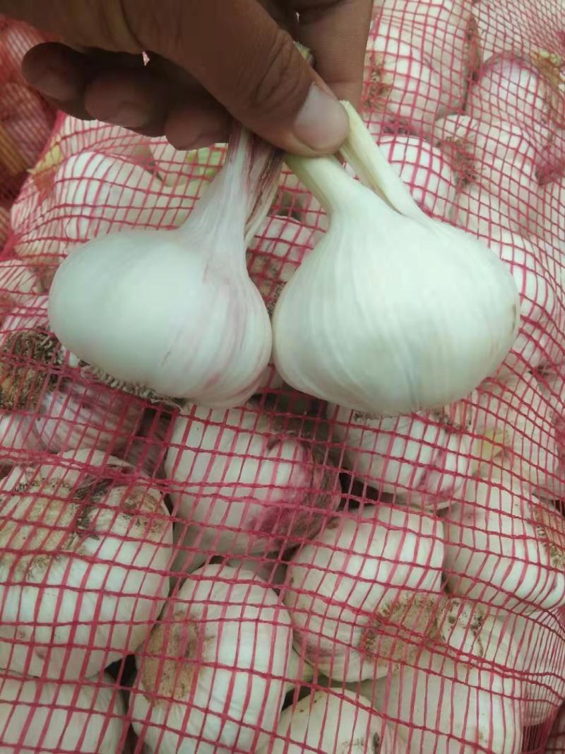 扒皮蒜~精品剥皮蒜，大量供应，产地直发，质量保证，代发全国