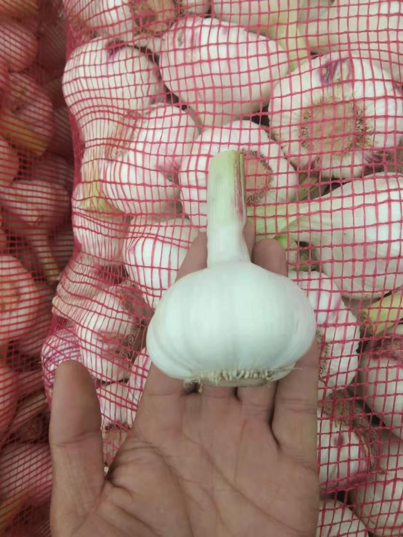 扒皮蒜~精品剥皮蒜，大量供应，产地直发，质量保证，代发全国
