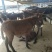 肉驴苗杂交驴苗自养自销包技术十头以上全国包送