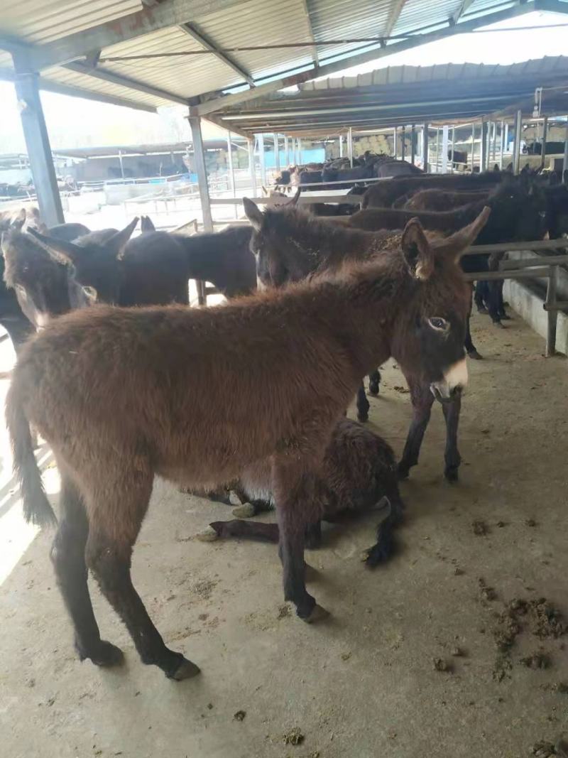 肉驴苗杂交驴苗自养自销包技术十头以上全国包送